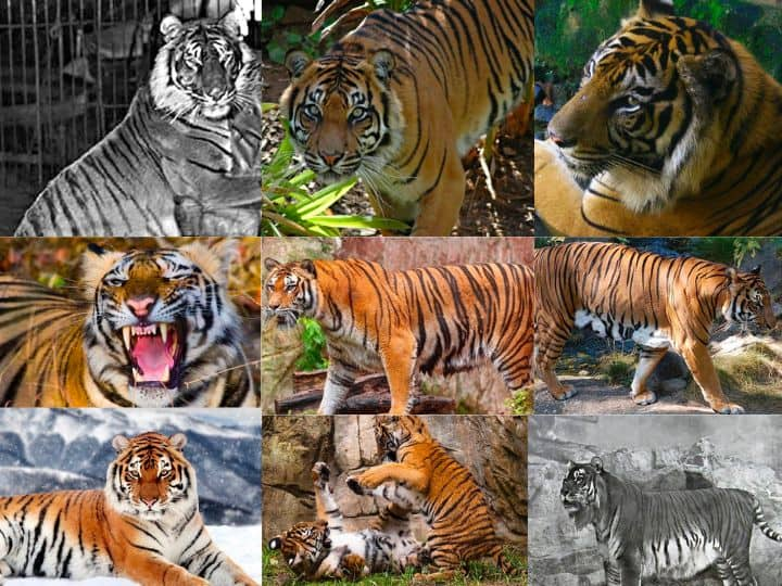 Tiger Species: दुनिया में बाघों की कुल 9 प्रजातियां थीं. जिनमें से अब तीन पूरी तरह खत्म हो चुकी है यानी विलुप्त हो चुकी हैं. अब बाघों की सिर्फ छह प्रजातियां बची हैं.