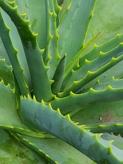 Aloe vera Juice for Health : एक ग्लास कोरफडीचा रस प्या आणि मिळवा ढीगभर फायदे!