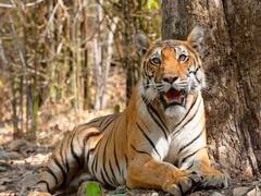 दुनिया में कितने प्रकार के टाइगर होते हैं?