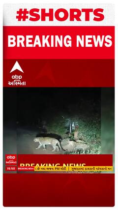 Valsad Leopard | વલસાડના ધરમપુરમાં એક સાથે 2 દીપડા દેખાતા લોકોમાં ભયનો માહોલ