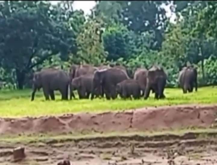 Chhattisgarh 27 Elephants Attack in Ambikapur from Jharkhand Forest Department Faces Issues ANN Chhattisgarh News: झारखंड से छत्तीसगढ़ पहुंचा 27 हाथियों का दल, वन विभाग को भनक तक नहीं लगी, किसानों को बहुत नुकसान