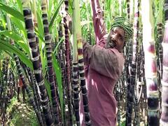 தைப்பொங்கலுக்கு தயாராகும் கரும்பு..நல்ல விளைச்சலால் தேனி விவசாயிகள் மகிழ்ச்சி..!