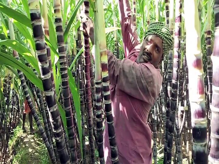 Theni Sugarcane getting ready for Thai Pongal Farmers happy with good harvest - TNN தைப்பொங்கலுக்கு தயாராகும் கரும்பு..நல்ல விளைச்சலால் தேனி விவசாயிகள் மகிழ்ச்சி..!