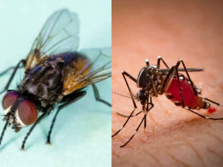 Do flies and mosquitoes also have teeth? Then how do they eat this food? क्या मक्खी मच्छर के भी दांत होते हैं? फिर ये खाना कैसे खाते हैं?