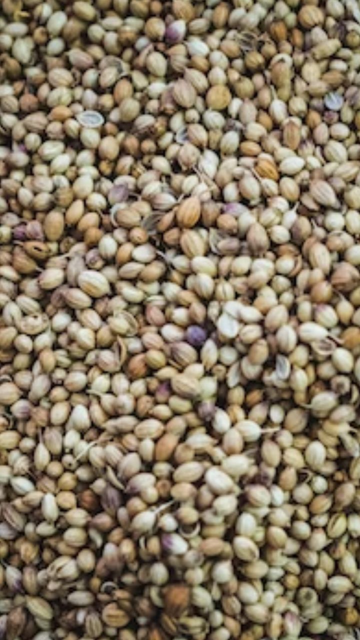 வாய் துற்நாற்றம் நீங்க தனியா உதவும்