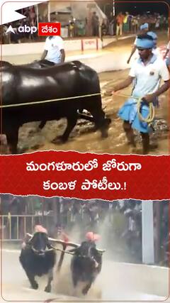 మంగుళూరులో జోరుగా కంబళ పోటీలు.!