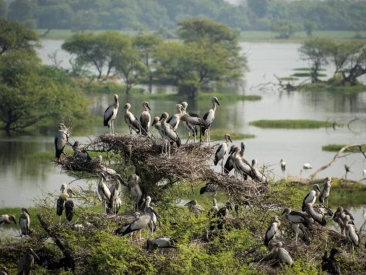 Happy New Year 2024 Bharatpur Keoladeo National Park Bird Watching by Domestic and foreign tourists ann New Year 2024: पक्षियों की नगरी में पर्यटक मना रहे नया साल, पक्षियों की अठखेलियां निहारने विदेशों से आ रहे लोग