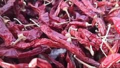 Gondal Chilli: ગોંડલ માર્કેટ યાર્ડમાં મરચાની રેકોર્ડ બ્રેક આવક, માંગના અભાવે ભાવમાં મોટો ઘટાડો