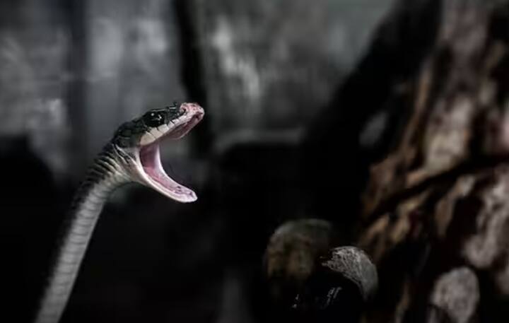 ਸੱਪਾਂ ਦੀ ਗੰਧ ਦੀ ਭਾਵਨਾ ਬਹੁਤ ਤੇਜ਼ ਹੁੰਦੀ ਹੈ, ਪਰ ਉਹ ਆਪਣੇ ਮਨ ਵਿਚ ਕੋਈ ਤਸਵੀਰ ਯਾਦ ਕਰਨ ਦੇ ਯੋਗ ਨਹੀਂ ਹੁੰਦੇ। ਭਾਵ ਬਦਲੇ ਦੀ ਗੱਲ ਤਾਂ ਸਿਰਫ਼ ਕਹਾਣੀ ਹੈ।