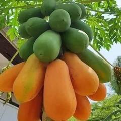 ਜਾਣੋ, ਕਦੋਂ ਤੇ ਕਿਵੇਂ ਖਾਈਏ ਪਪੀਤਾ?