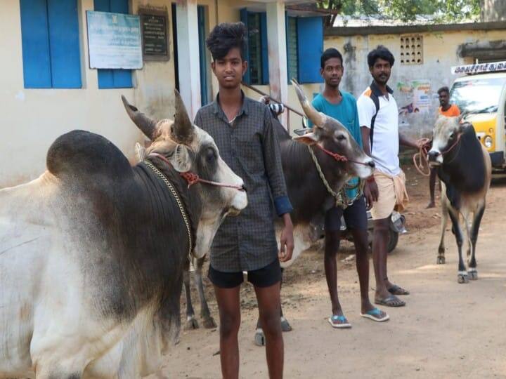 மதுரை அவனியாபுரம், பாலமேடு, அலங்காநல்லூர் ஜல்லிக்கட்டு போட்டிகளுக்கு காளையை தயார் செய்யும் வீரர்கள்.