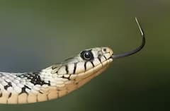 ਕੀ ਸੱਚਮੁੱਚ ਬਦਲਾ ਲੈਂਦੀ ਹੈ ਨਾਗਿਨ? ਜਾਣੋ ਕਿੰਨੀ ਹੁੰਦੀ ਹੈ ਸੱਪਾਂ ਦੀ ਯਾਦਦਾਸ਼ਤ