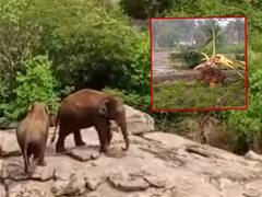 Elephants Hulchul In chittoor District : చిత్తూరు జిల్లా భయం పుట్టిస్తున్న ఏనుగులు | ABP Desam