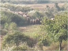 अंबिकापुर: गांव में घूम रहा 27 हाथियों का दल, चिंघाड़ से सहमे ग्रामीण, DFO ने संभाली कमान