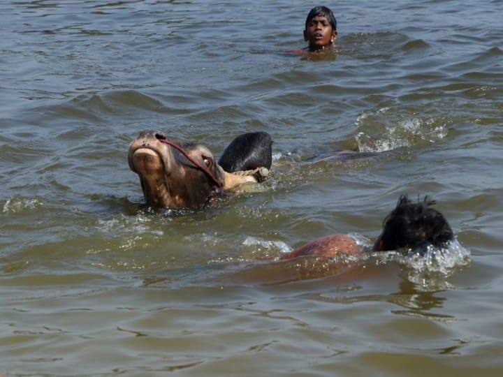 பொங்கல் பண்டிகை நெருங்கும் சமயத்தில் தயாராகும் காளைகளுக்கு நீச்சல் பயிற்சி கொடுக்கப்பட்டு வருகிறது.
