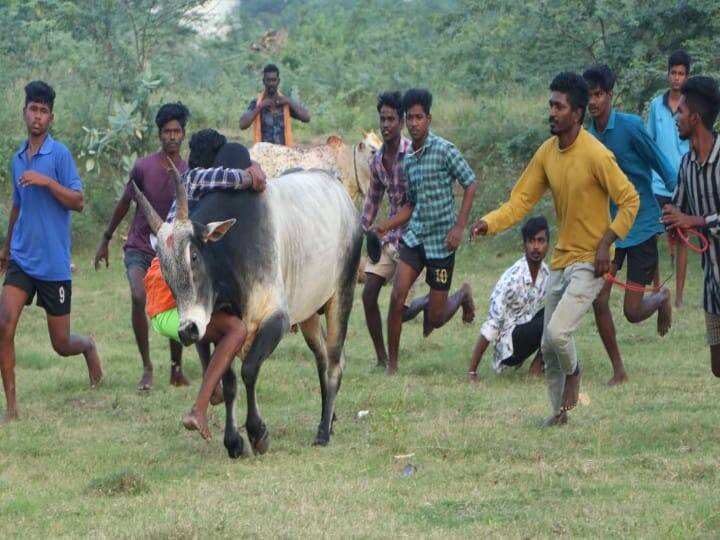முரட்டு காளைகளை எப்படி பிடிக்க வேண்டும் என இளைஞர்கள் பயிற்சி எடுத்து வருகின்றனர்.