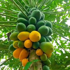 ਜਾਣੋ, ਕਦੋਂ ਤੇ ਕਿਵੇਂ ਖਾਈਏ ਪਪੀਤਾ?