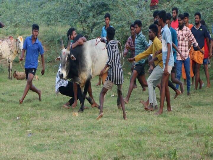 பொங்கல் பண்டிகை முன்னிட்டு நடக்கும் தமிழர்களின் வீர விளையாட்டு போட்டியான ஜல்லிக்கட்டு போட்டி உலகப் பிரசித்தி பெற்றது. மதுரையில் இதற்கான பயிற்சிகள் தீவிரமடைந்துள்ளது.