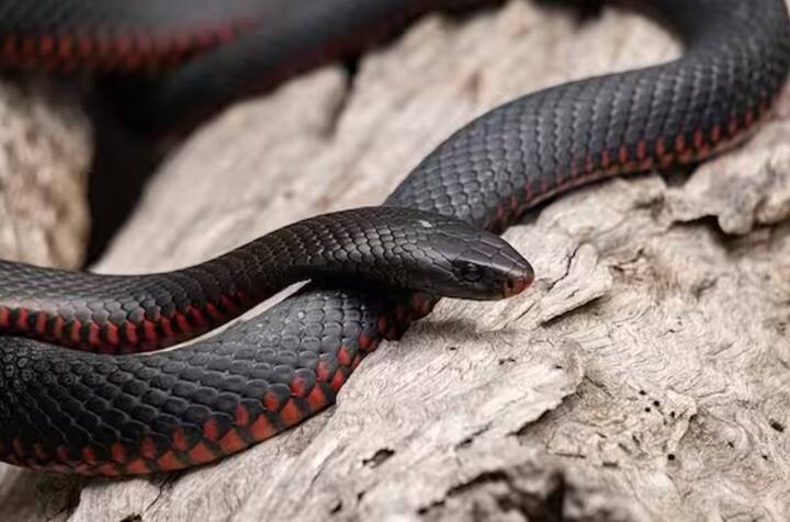 ਅਸਲ ਵਿੱਚ, ਸੱਪਾਂ ਵਿੱਚ ਯਾਦ ਰੱਖਣ ਦੀ ਸਮਰੱਥਾ ਨਹੀਂ ਹੁੰਦੀ, ਉਹ ਮਨੁੱਖਾਂ ਵਾਂਗ ਚੀਜ਼ਾਂ ਨੂੰ ਯਾਦ ਰੱਖਣ ਦੇ ਯੋਗ ਨਹੀਂ ਹੁੰਦੇ।