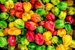 Capsicum Benefits : लाल,हिरवी आणि पिवळी; कोणती शिमला मिरची खाणं आरोग्यास फायदेशीर?