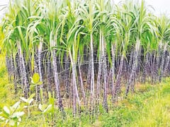 பொங்கலுக்கு நாங்களும் முக்கியம்... ரெடியாகிட்டோம்: அறுவடைக்கு தயார் நிலையில் கரும்புகள்