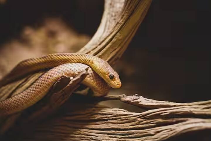 ਹੁਣ ਵੱਡੇ ਹੋ ਕੇ, ਇਹ ਸਵਾਲ ਜ਼ਰੂਰ ਹਰ ਕਿਸੇ ਦੇ ਦਿਮਾਗ ਵਿੱਚ ਆਉਂਦਾ ਹੈ ਕਿ ਕੀ ਸਪਨੀ ਸੱਚਮੁੱਚ ਚੀਜ਼ਾਂ ਨੂੰ ਯਾਦ ਰੱਖਦੀ ਹੈ ਅਤੇ ਬਦਲਾ ਲੈ ਕੇ ਹੀ ਮਰਦੀ ਹੈ।