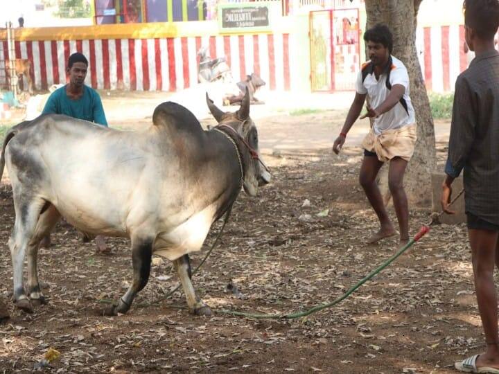 வாடிவசல் விட்டி வெளியேறும் காளைகளுக்கு மதுரையில் இளைஞர்கள் பயிற்சி.