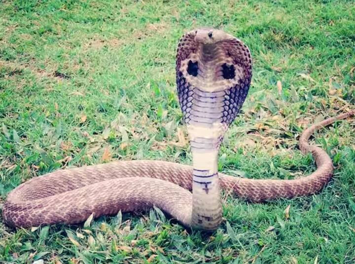 ਸੱਪਾਂ ਨੂੰ ਸਿਰਫ਼ ਕੁਝ ਚੀਜ਼ਾਂ ਹੀ ਯਾਦ ਹੁੰਦੀਆਂ ਹਨ, ਜਿਵੇਂ ਕੁਝ ਸੱਪਾਂ ਨੂੰ ਯਾਦ ਹੁੰਦਾ ਹੈ ਕਿ ਉਨ੍ਹਾਂ ਦੇ ਖਾਣੇ ਦਾ ਸਮਾਂ ਕੀ ਹੈ।