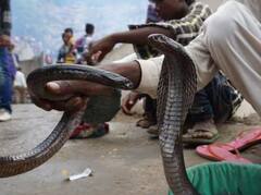 ਕੀ ਸੱਚਮੁੱਚ ਬਦਲਾ ਲੈਂਦੀ ਹੈ ਨਾਗਿਨ? ਜਾਣੋ ਕਿੰਨੀ ਹੁੰਦੀ ਹੈ ਸੱਪਾਂ ਦੀ ਯਾਦਦਾਸ਼ਤ