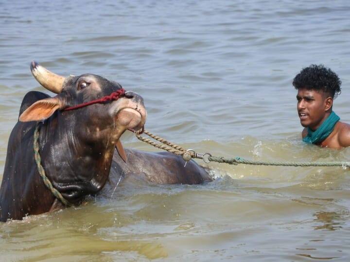 பொங்கல் பண்டிகை நெருங்கும் சமயத்தில் தயாராகும் காளைகளுக்கு நீச்சல் பயிற்சி கொடுக்கப்பட்டு வருகிறது.
