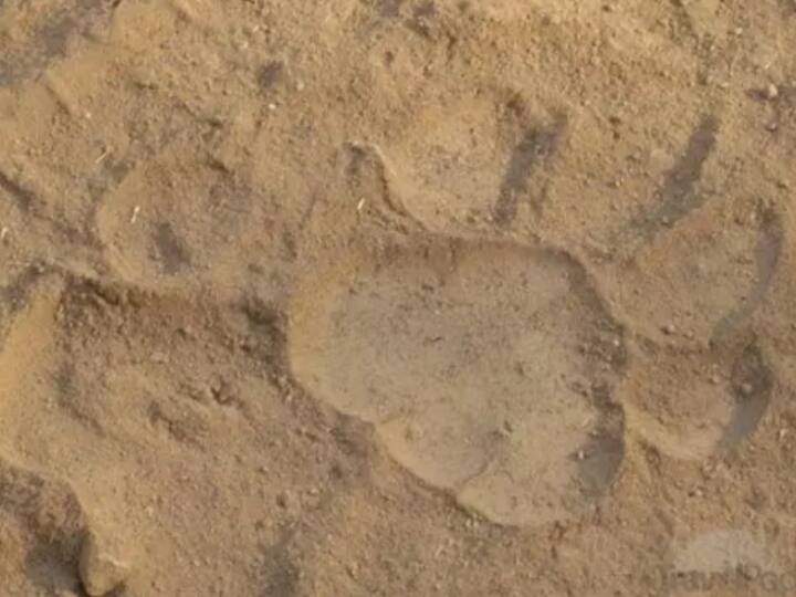 chhattisgarh news tiger in Surajpur  forest area panic among the villagers ann Chhattisgarh: बाघ और शावक के पैरों को निशान मिलने से ग्रामीणों में दहशत, दहाड़ भी दी सुनाई