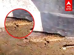 Crocodile at Perungalathur : பெருங்களத்தூரில் மீண்டும் முதலை! சாலையில் படுத்திருந்த அதிர்ச்சி காட்சி!