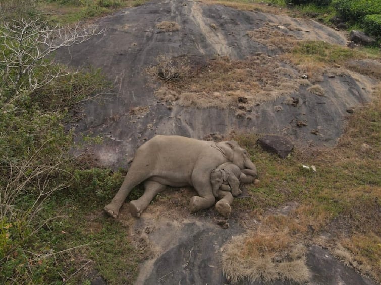 A viral photo of a baby wild elephant sleeping on its mother lap in coimbatore Valparai tnn கோவை : தாய் மடியில் உறங்கும் குட்டி காட்டு யானை ; வைரலாகும் உறங்கும் காட்டு யானைகளின் புகைப்படம்..