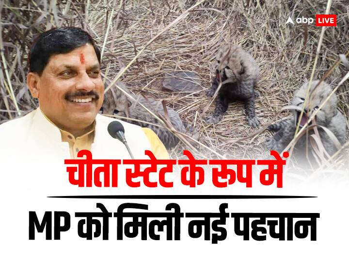 Madhya Pradesh CM Mohan Yadav on new cubs born in Kuno National Park under Cheetah project WATCH: 'मध्य प्रदेश को चीता स्टेट के रूप में नई पहचान मिली', शावकों के जन्म पर क्या बोले सीएम मोहन यादव?