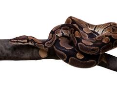 क्या हर सांप के पास होती है नागमणि, जानिए नागमणि सांप की रहस्यमयी कहानी