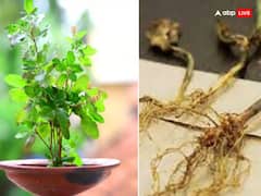 Laxmi Ji: 2024 के पहले शुक्रवार पर मुख्य द्वार पर बांध दें ये खास चीज, सालभर बनी रहेगी बरकत