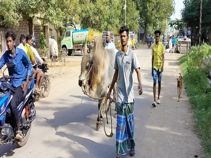 Jallikattu 2024: 7 தலைமுறையா ஜல்லிக்கட்டுதான்! கம்பீரமாக நிற்கும் 13 காளைகள்! அவனியாபுரத்தில் அசத்தல் குடும்பம்!