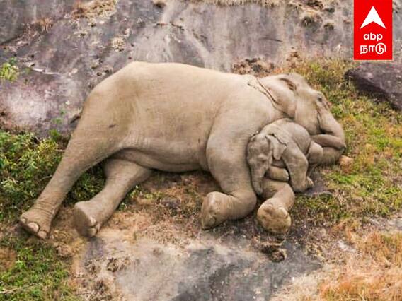 Baby Elephant Cute Video : ஆராரிராரோ..தாய் மடியில் உறங்கும் குட்டி யானை! வைரலாகும் வீடியோ