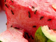 உங்கள் வீட்டில் எறும்புகள் தொல்லையா? ஒரே நொடியில் விரட்டி அடிக்க இதை செய்யுங்க!