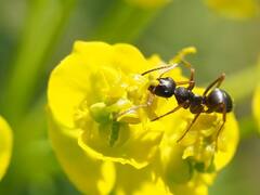 உங்கள் வீட்டில் எறும்புகள் தொல்லையா? ஒரே நொடியில் விரட்டி அடிக்க இதை செய்யுங்க!