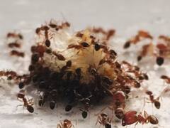 உங்கள் வீட்டில் எறும்புகள் தொல்லையா? ஒரே நொடியில் விரட்டி அடிக்க இதை செய்யுங்க!