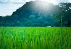 Winter Crops: ਠੰਡ ‘ਚ ਕਰ ਸਕਦੇ ਇਨ੍ਹਾਂ ਫਸਲਾਂ ਦੀ ਖੇਤੀ, ਹੋਵੇਗਾ ਚੰਗਾ ਮੁਨਾਫਾ