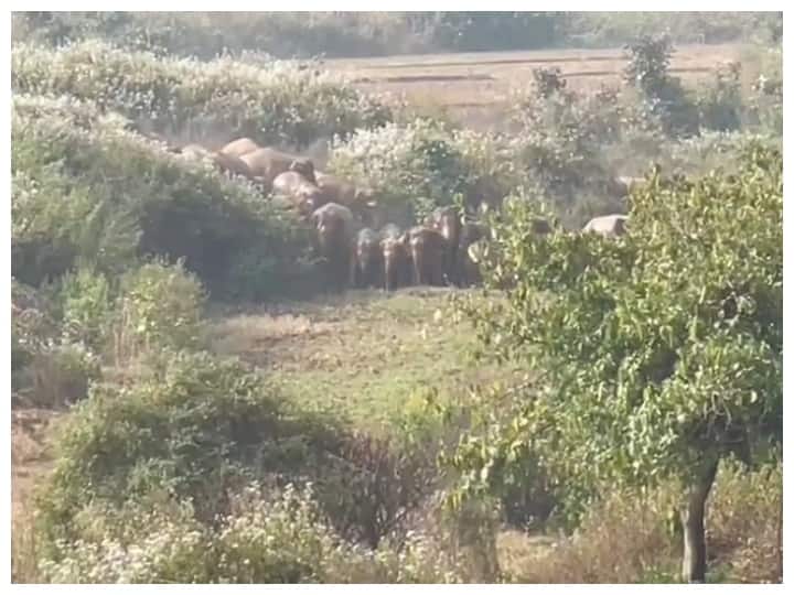 Chhattisgarh News A group of elephants blocked the National Highway a long queue of vehicles formed ann Chhattisgarh News: हाथियों के दल ने नेशनल हाईवे किया बाधित, वाहनों की लगी लंबी कतार, पुलिस विभाग कर रहा निगरानी