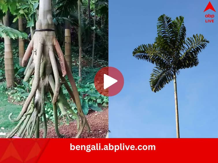 All you need to know about Walking Palm Tree also called Socratea Exorrhiza science news Walking Palm Tree: মন চাইলেই হাঁটি হাঁটি পা পা, এই গাছ নাকি চলতেও পারে! যা বলছে বিজ্ঞান...