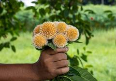 આ ફળ ખાવાથી ફર્ટિલિટી અને સ્ટેમિના વધારવામાં મદદ મળશે