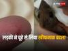 Bizarre Revenge: चूहे ने काटा तो लड़की ने बदला लेने के लिए पार कर दी सारी हदें, सिर पर गड़ा दिए दांत और फिर...