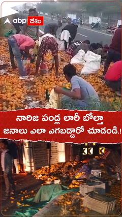నారింజ పండ్ల లారీ బోల్తా...! ఎత్తుకెళ్లిన జనం...!