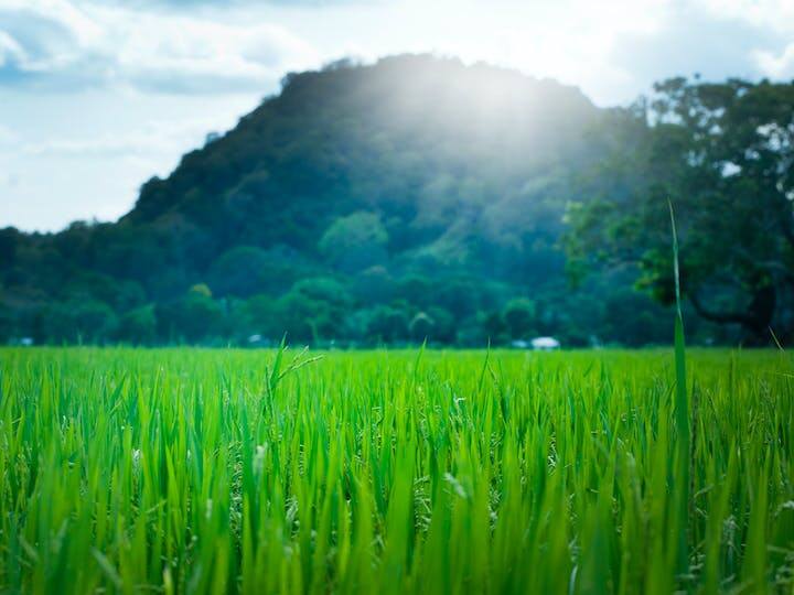 आज हम आपको सर्दियों के मौसम में उगाई जाने वाली ऐसी फसलों के बारे में बताएंगे जिन्हें लगाकर आप तगड़ा मुनाफा प्राप्त कर सकते हैं. सर्दियों में उगाई जाने वाली फसलों को रबी फसल कहा जाता है. इन फसलों में से कुछ ऐसी हैं जो जल्दी पकती हैं और इनसे जल्दी मुनाफा भी होता है.
