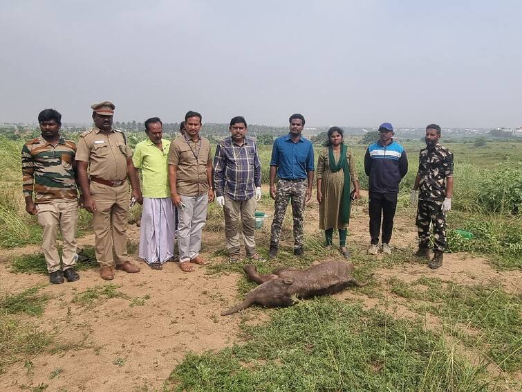 Baby elephant died after being attacked by a leopard in Coimbatore ​- TNN சிறுத்தை தாக்கி உயிரிழந்த குட்டி யானை; தாய் யானையின் பாசப்போராட்டம் - கோவையில் சோகம்