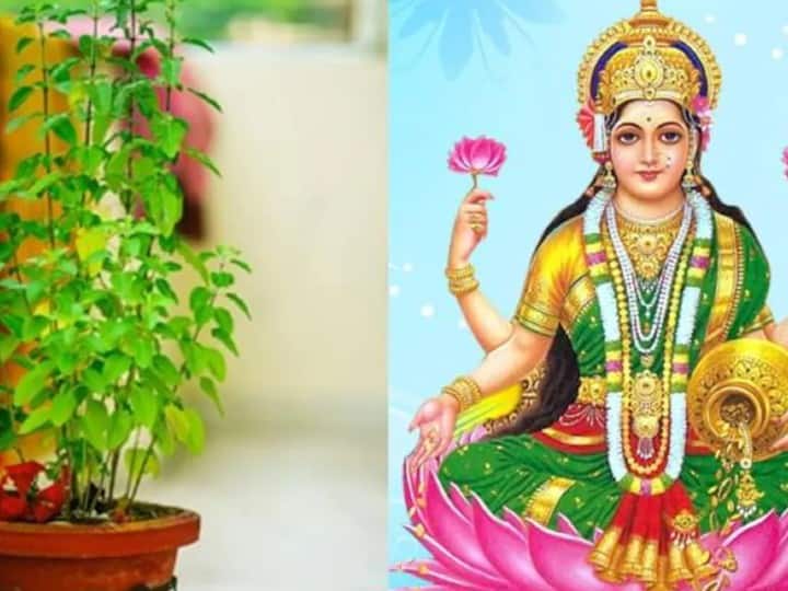साल के पहले शुक्रवार पर घर के मुख्य दरवाजे पर तुलसी की जड़ बांध दें. मान्यता है इससे स्थाई रूप से घर में लक्ष्मी का वास होता है. परिवार पर कभी आर्थिक संकट नहीं आता.